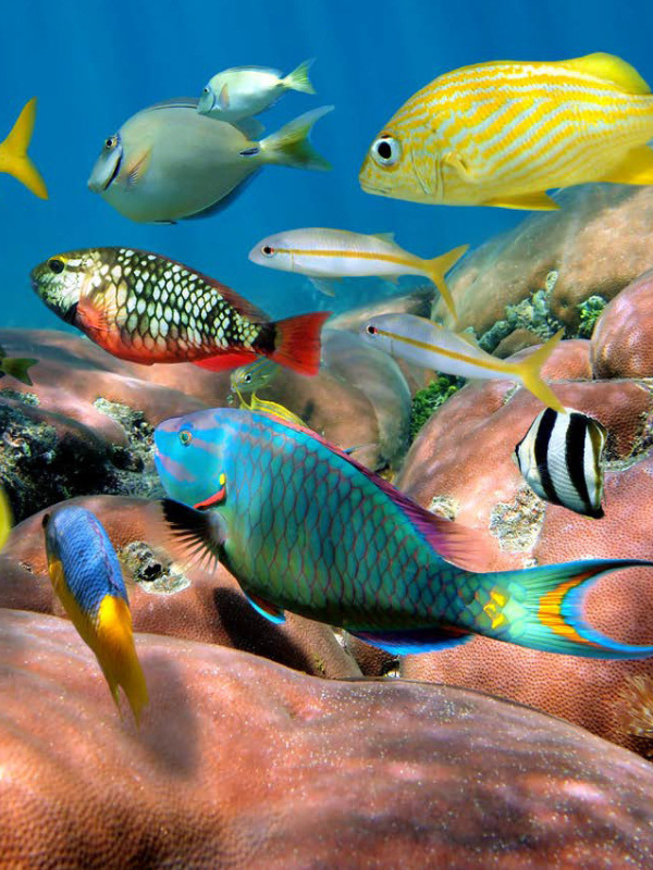 A Week of Ocean Activities to Celebrate the Week of the Young Child